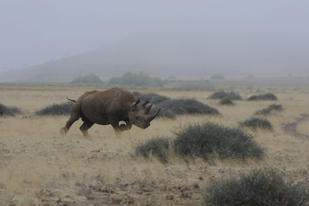 namibia-damaraland-desert-rhino-camp-black-rhino-ben