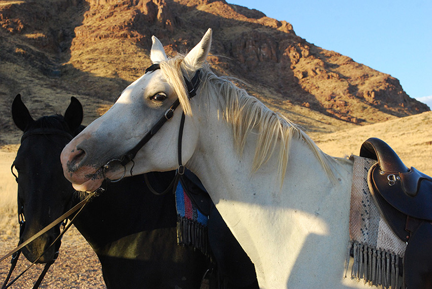 namibië-naukluft-dessert-homestead-paarden