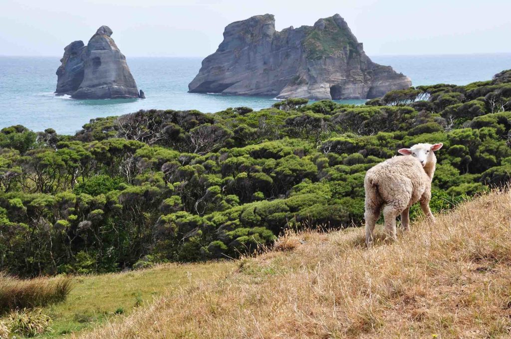 nieuw-zeeland-kust-schapen