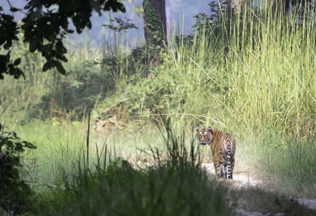 nepal-bardia-tijger