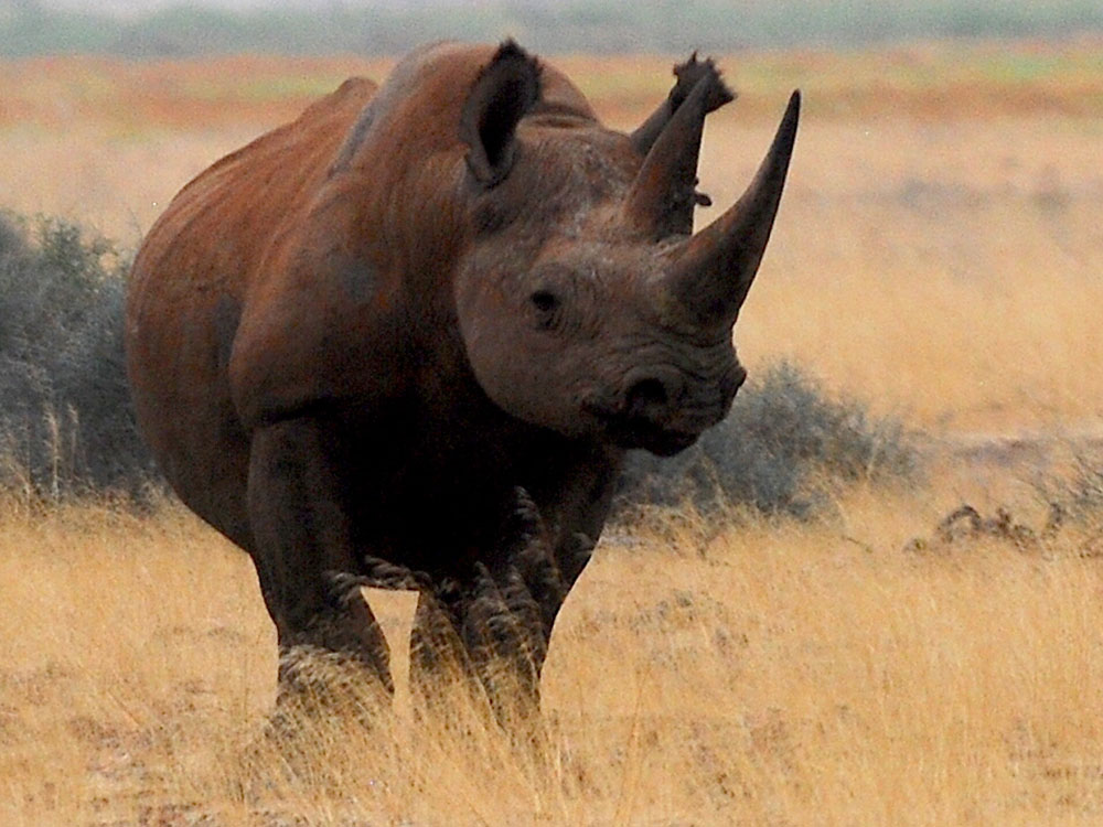 damaraland-black-rhino-ben