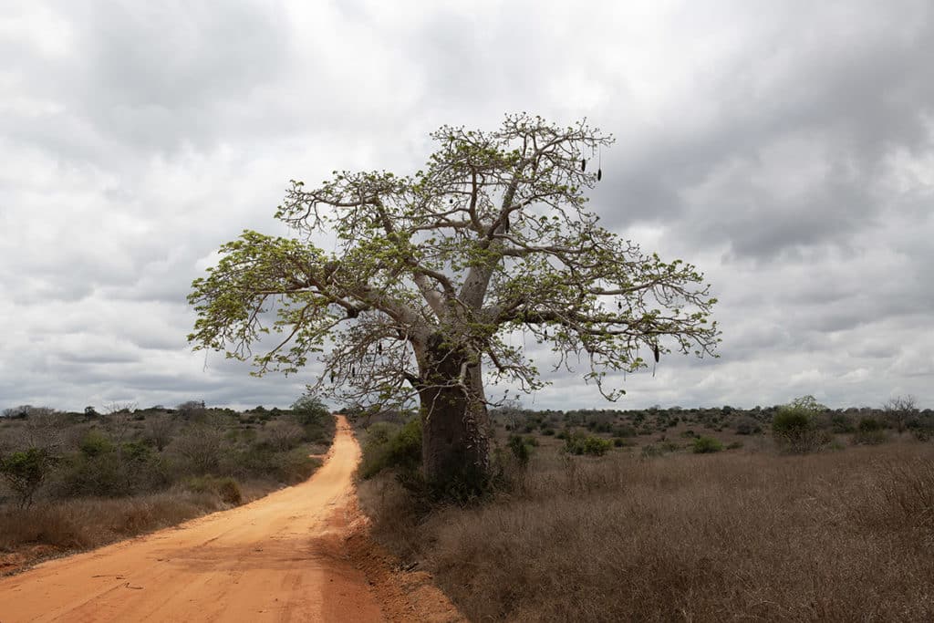 Baobab-Kissama-Angola-Henk Bothof