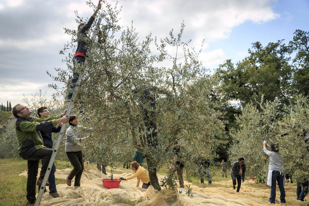 olive-pick-fattoria-la-vialla