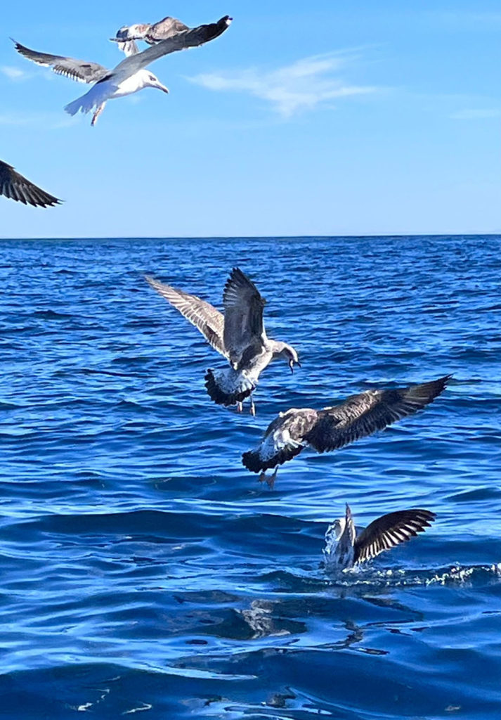 Seabirds-Sagres-Portugal-Angelique-of-os